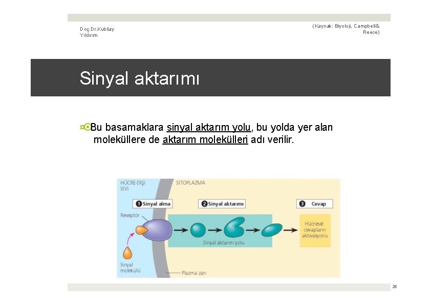 Doç. Dr. Kubilay Yıldırım (Kaynak: Biyoloji, Campbell & Reece) Sinyal aktarımı ¤ Bu basamaklara