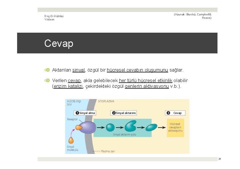 Doç. Dr. Kubilay Yıldırım (Kaynak: Biyoloji, Campbell & Reece) Cevap ¤ Aktarılan sinyal, özgül