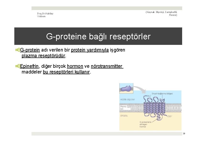 Doç. Dr. Kubilay Yıldırım (Kaynak: Biyoloji, Campbell & Reece) G-proteine bağlı reseptörler ¤ G-protein