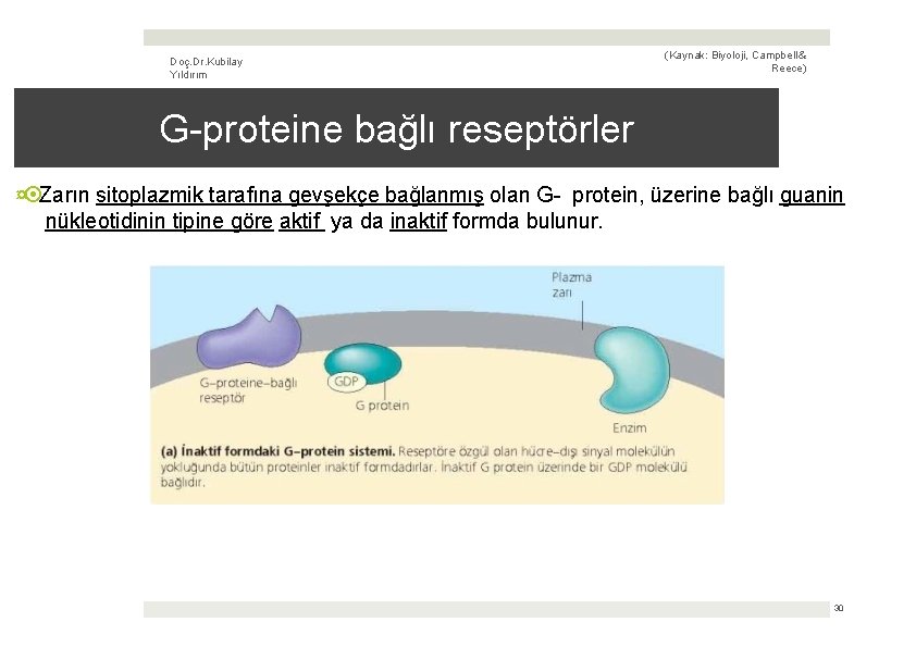 Doç. Dr. Kubilay Yıldırım (Kaynak: Biyoloji, Campbell & Reece) G-proteine bağlı reseptörler ¤ Zarın