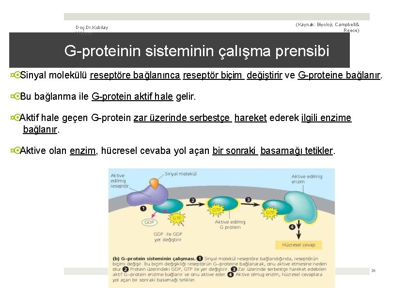 Doç. Dr. Kubilay Yıldırım (Kaynak: Biyoloji, Campbell & Reece) G-proteinin sisteminin çalışma prensibi ¤