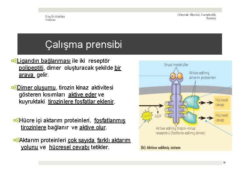 Doç. Dr. Kubilay Yıldırım (Kaynak: Biyoloji, Campbell & Reece) Çalışma prensibi ¤ Ligandın bağlanması