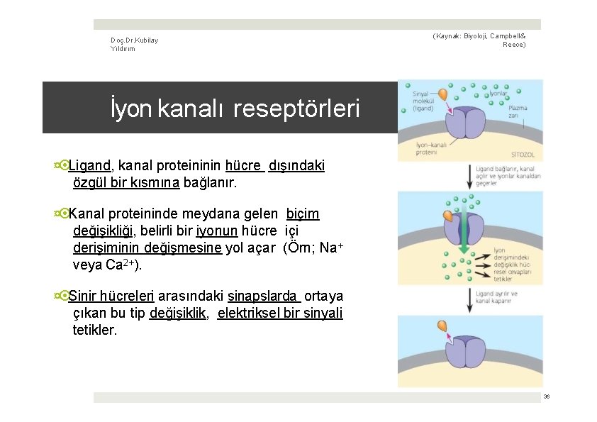 Doç. Dr. Kubilay Yıldırım (Kaynak: Biyoloji, Campbell & Reece) İyon kanalı reseptörleri ¤ Ligand,