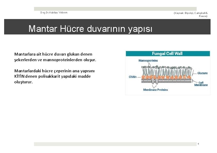 Doç. Dr. Kubilay Yıldırım (Kaynak: Biyoloji, Campbell & Reece) Mantar Hücre duvarının yapısı Mantarlara