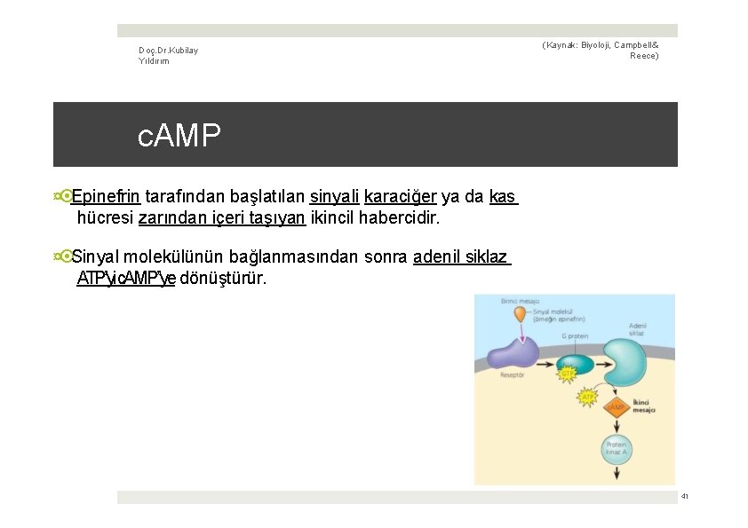 Doç. Dr. Kubilay Yıldırım (Kaynak: Biyoloji, Campbell & Reece) c. AMP ¤ Epinefrin tarafından