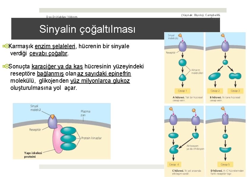 Doç. Dr. Kubilay Yıldırım (Kaynak: Biyoloji, Campbell & Reece) Sinyalin çoğaltılması ¤ Karmaşık enzim