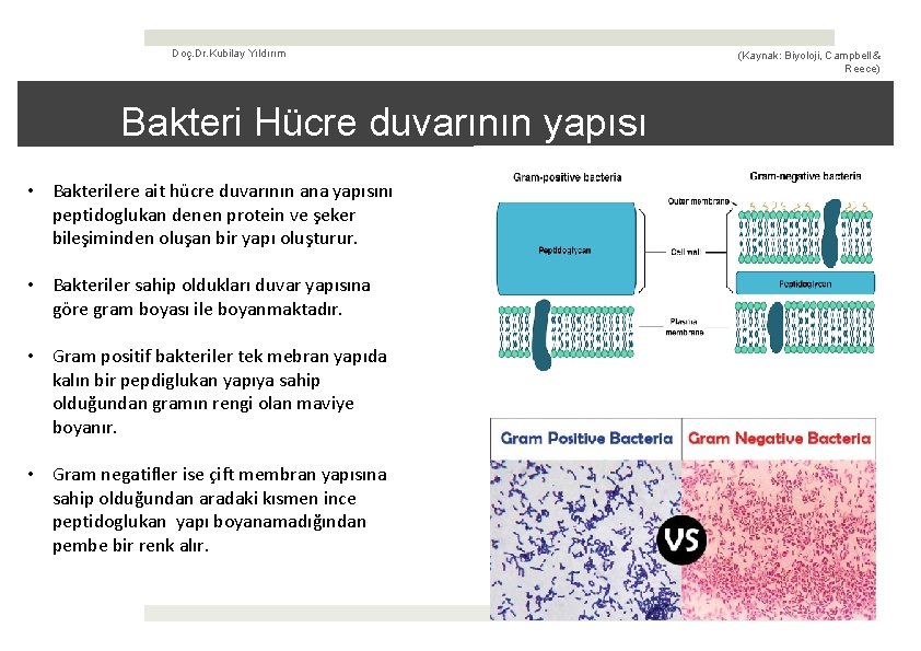 Doç. Dr. Kubilay Yıldırım (Kaynak: Biyoloji, Campbell & Reece) Bakteri Hücre duvarının yapısı •