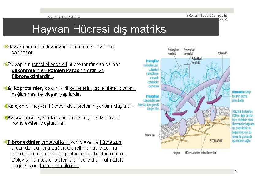 Doç. Dr. Kubilay Yıldırım (Kaynak: Biyoloji, Campbell & Reece) Hayvan Hücresi dış matriks ¤