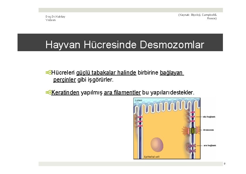 Doç. Dr. Kubilay Yıldırım (Kaynak: Biyoloji, Campbell & Reece) Hayvan Hücresinde Desmozomlar ¤ Hücreleri