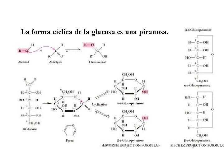 La forma cíclica de la glucosa es una piranosa. 