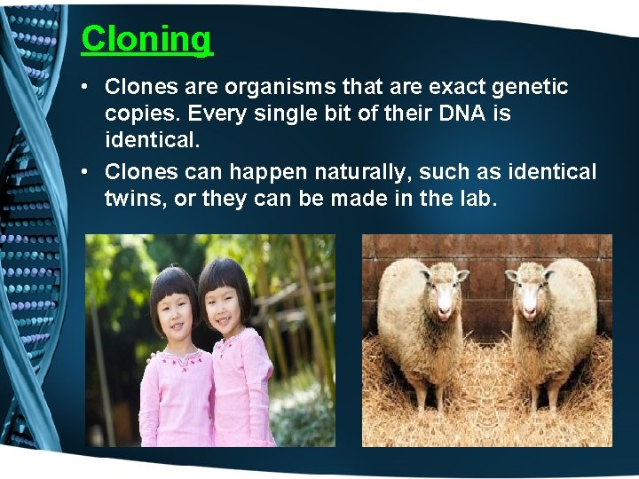 Cloning • Clones are organisms that are exact genetic copies. Every single bit of
