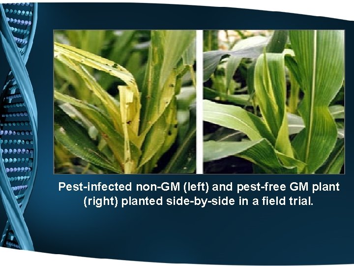 Pest-infected non-GM (left) and pest-free GM plant (right) planted side-by-side in a field trial.