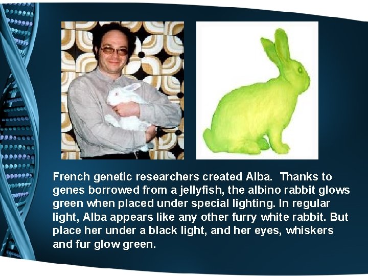  French genetic researchers created Alba. Thanks to genes borrowed from a jellyfish, the