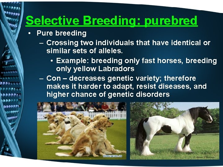 Selective Breeding: purebred • Pure breeding – Crossing two individuals that have identical or