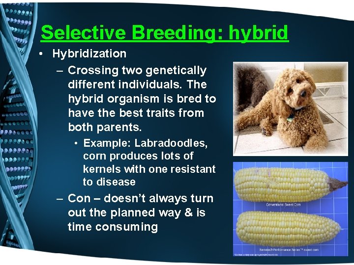 Selective Breeding: hybrid • Hybridization – Crossing two genetically different individuals. The hybrid organism