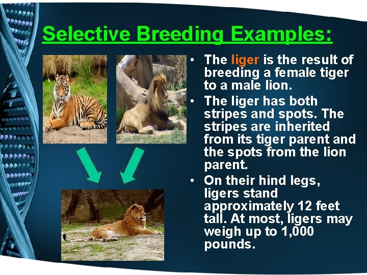 Selective Breeding Examples: • The liger is the result of breeding a female tiger