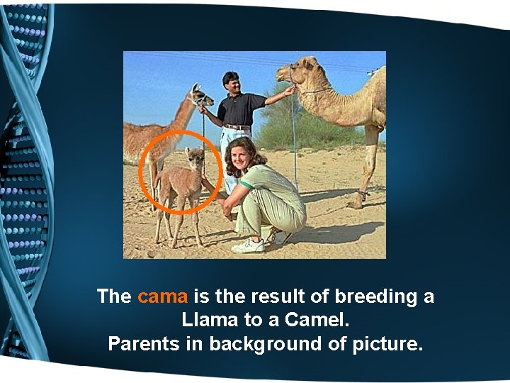The cama is the result of breeding a Llama to a Camel. Parents in