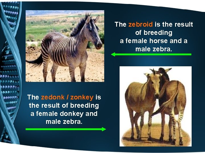 The zebroid is the result of breeding a female horse and a male zebra.