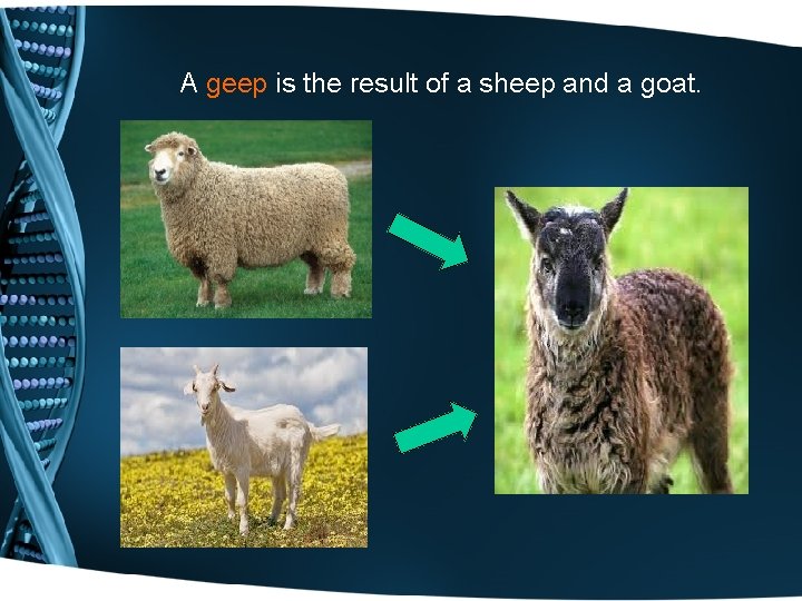  A geep is the result of a sheep and a goat. 