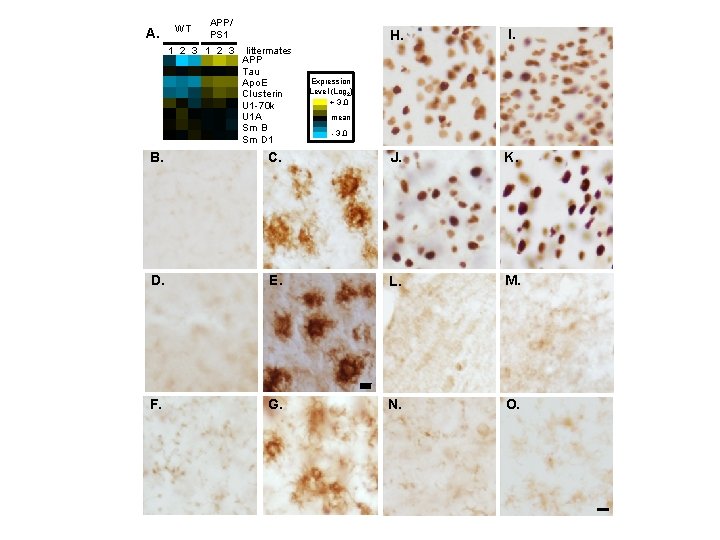 A. WT APP/ PS 1 1 2 3 littermates APP Tau Apo. E Clusterin