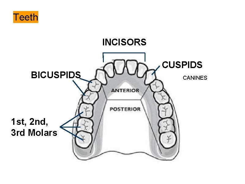 Teeth INCISORS CUSPIDS BICUSPIDS 1 st, 2 nd, 3 rd Molars CANINES 