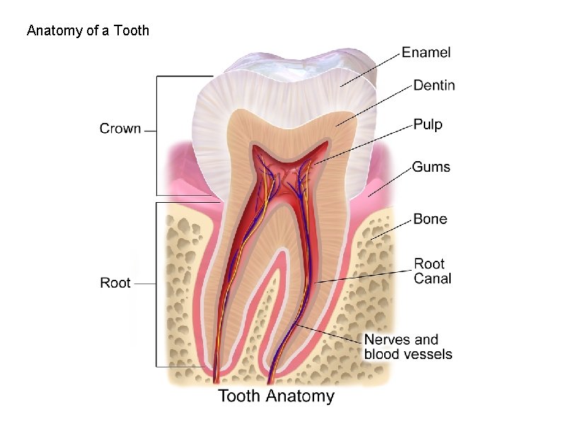 Anatomy of a Tooth 