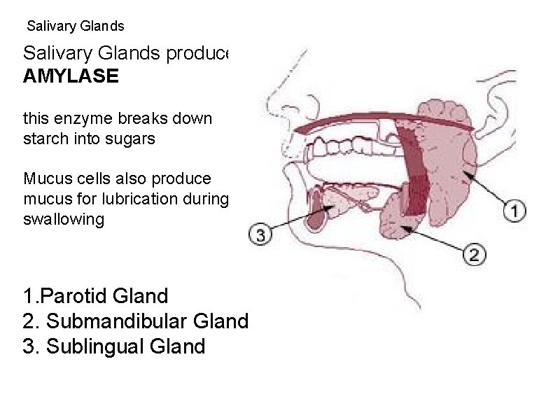 Salivary Glands produce AMYLASE this enzyme breaks down starch into sugars Mucus cells also