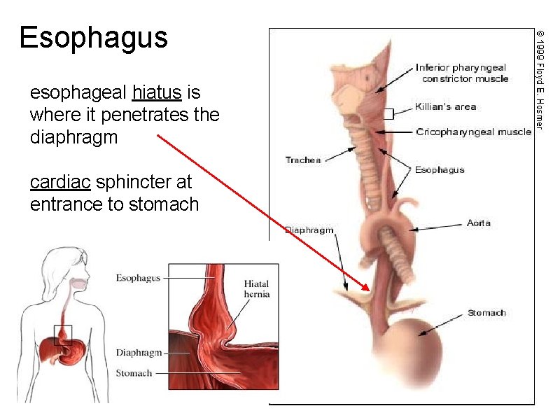 Esophagus esophageal hiatus is where it penetrates the diaphragm cardiac sphincter at entrance to