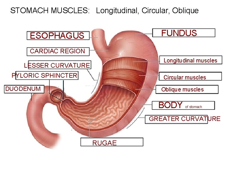 STOMACH MUSCLES: Longitudinal, Circular, Oblique FUNDUS ESOPHAGUS CARDIAC REGION Longitudinal muscles LESSER CURVATURE PYLORIC