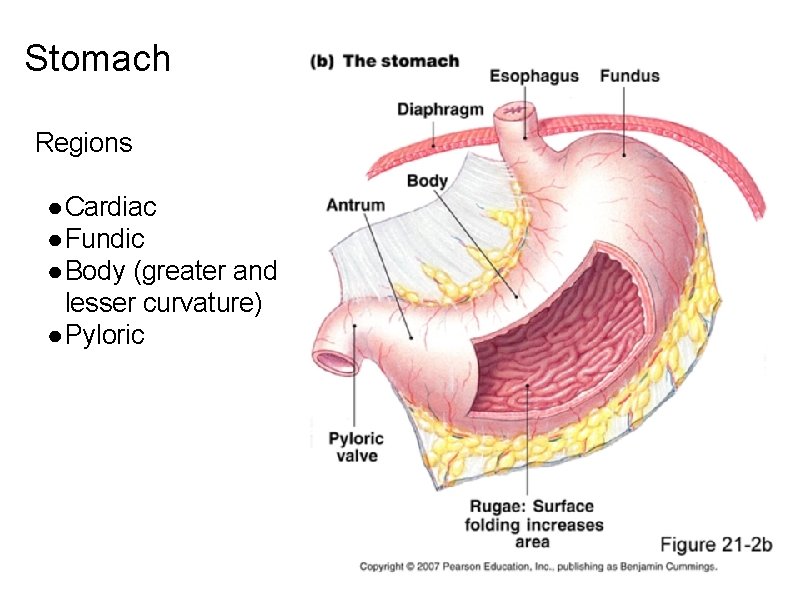 Stomach Regions ● Cardiac ● Fundic ● Body (greater and lesser curvature) ● Pyloric