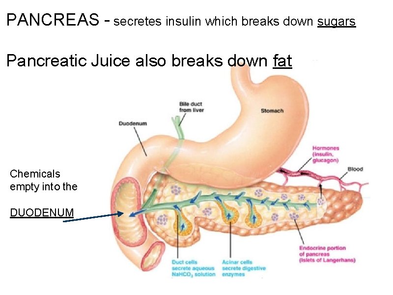 PANCREAS - secretes insulin which breaks down sugars Pancreatic Juice also breaks down fat