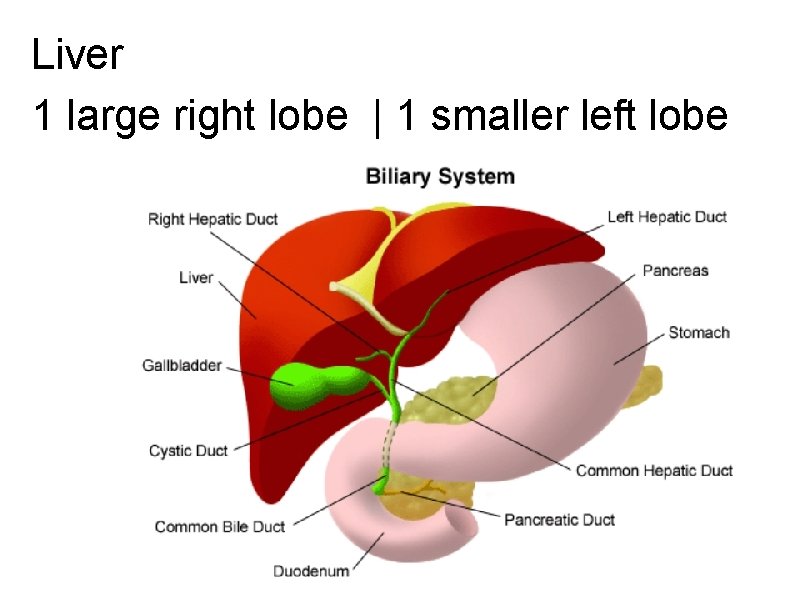  Liver 1 large right lobe | 1 smaller left lobe 
