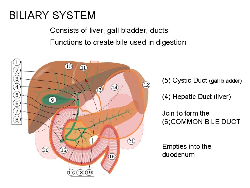 BILIARY SYSTEM Consists of liver, gall bladder, ducts Functions to create bile used in