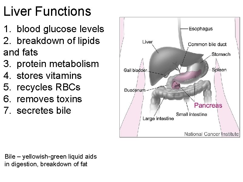 Liver Functions 1. blood glucose levels 2. breakdown of lipids and fats 3. protein