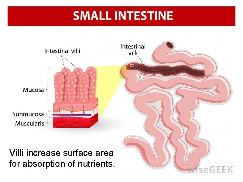 Villi increase surface area for absorption of nutrients. 