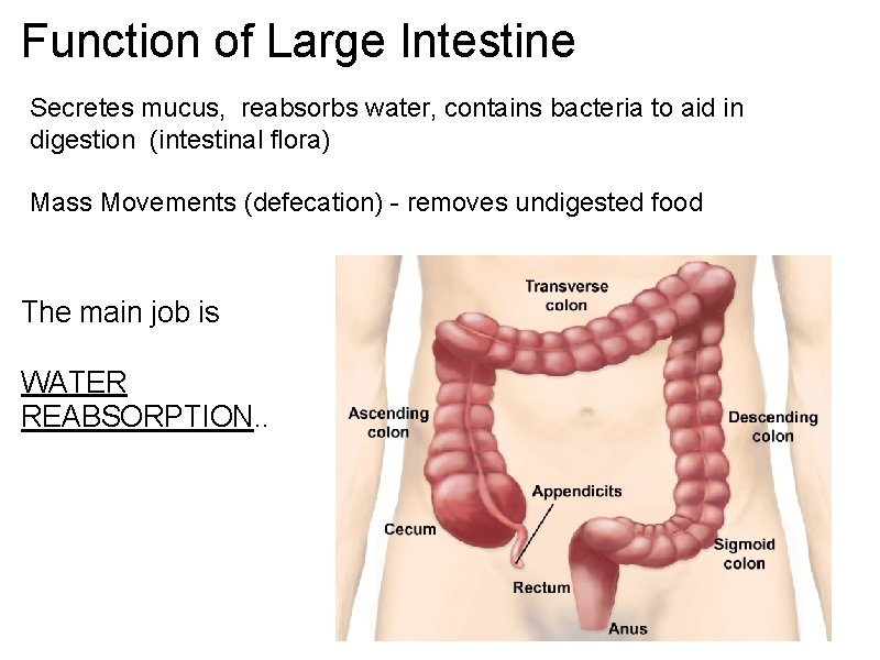 Function of Large Intestine Secretes mucus, reabsorbs water, contains bacteria to aid in digestion