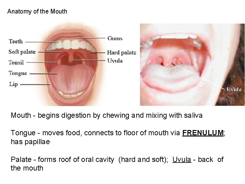 Anatomy of the Mouth - begins digestion by chewing and mixing with saliva Tongue