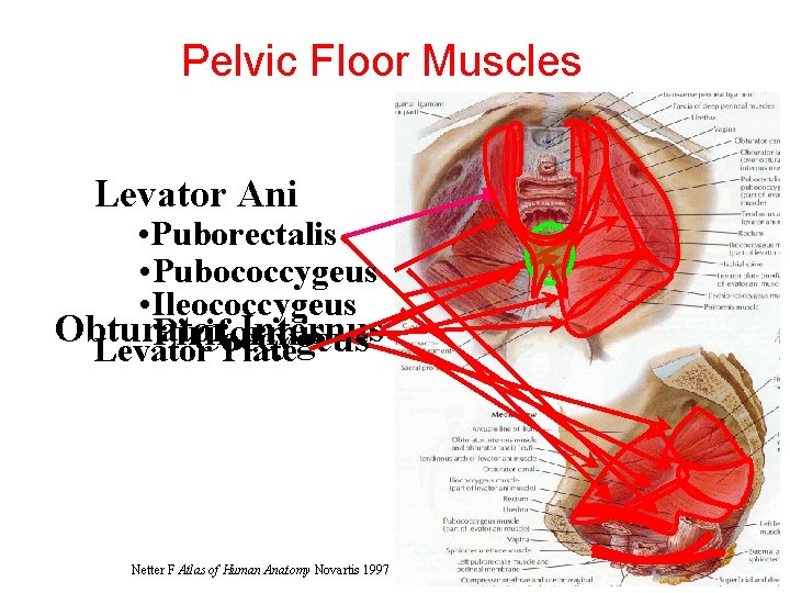 Pelvic Floor Muscles Levator Ani • Puborectalis • Pubococcygeus • Ileococcygeus Obturator Internus Piriformis
