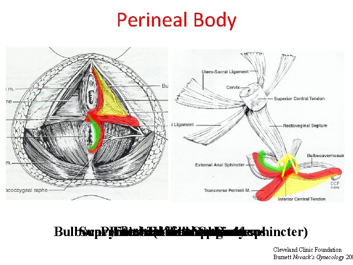 Perineal Body Perineal Membrane Superficial Pyramidal Internal External Transverse Anal Fibrous Anal. Sphincter Body