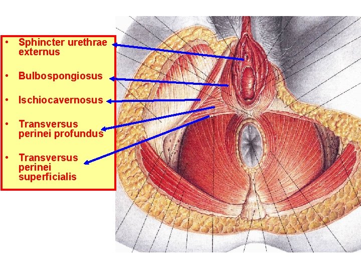  • Sphincter urethrae externus • Bulbospongiosus • Ischiocavernosus • Transversus perinei profundus •
