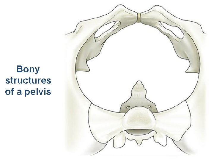 Bony structures of a pelvis 