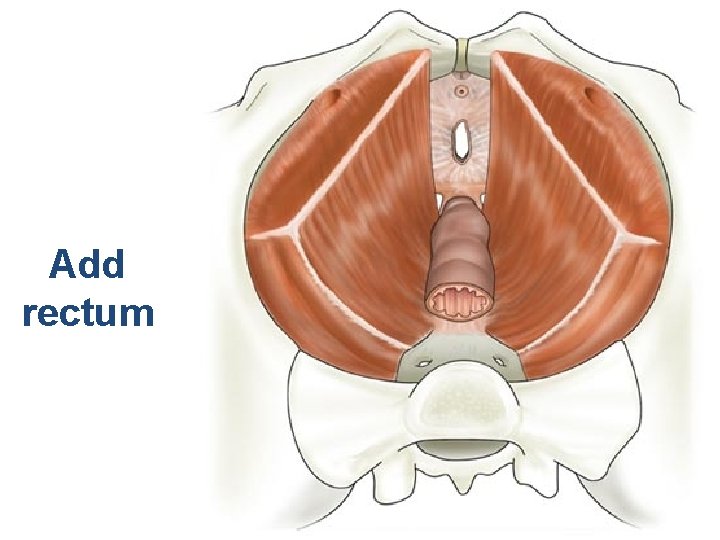 Add rectum 