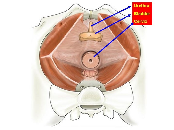Urethra Bladder Cervix 