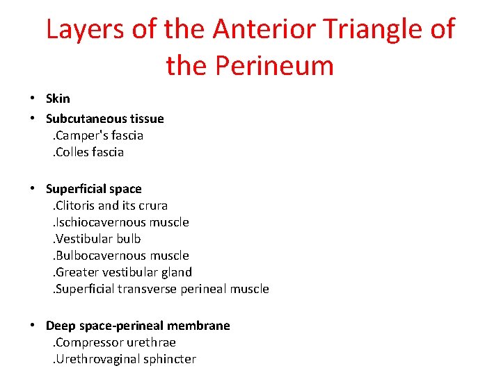 Layers of the Anterior Triangle of the Perineum • Skin • Subcutaneous tissue .