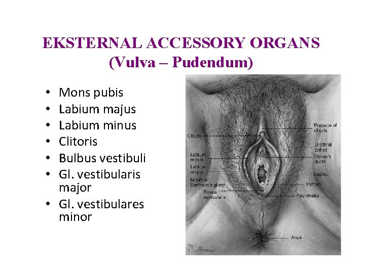 EKSTERNAL ACCESSORY ORGANS (Vulva – Pudendum) Mons pubis Labium majus Labium minus Clitoris Bulbus