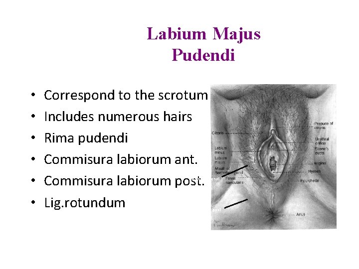 Labium Majus Pudendi • • • Correspond to the scrotum Includes numerous hairs Rima