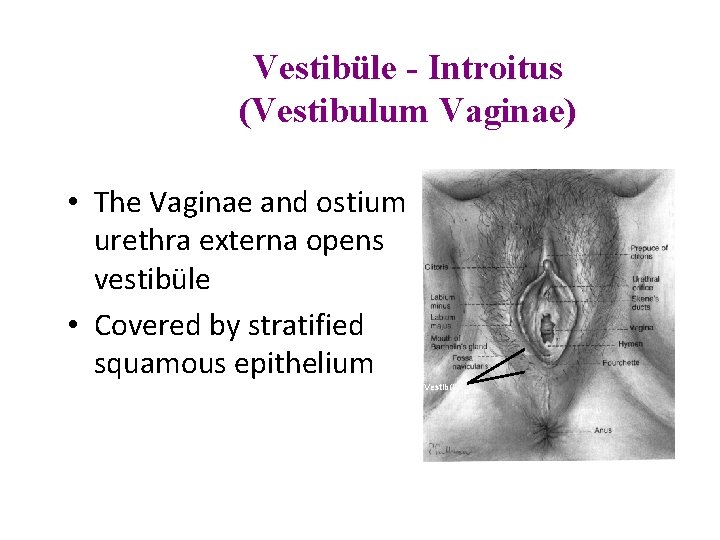 Vestibüle - Introitus (Vestibulum Vaginae) • The Vaginae and ostium urethra externa opens vestibüle