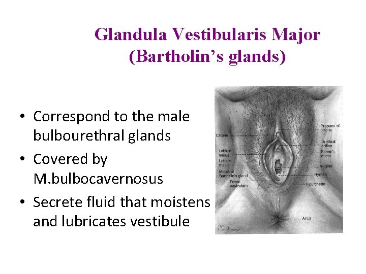Glandula Vestibularis Major (Bartholin’s glands) • Correspond to the male bulbourethral glands • Covered