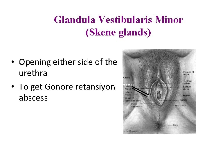 Glandula Vestibularis Minor (Skene glands) • Opening either side of the urethra • To