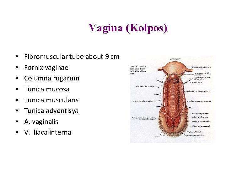 Vagina (Kolpos) • • Fibromuscular tube about 9 cm Fornix vaginae Columna rugarum Tunica